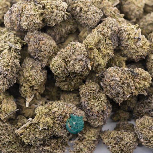 hindu cream aa wholesale