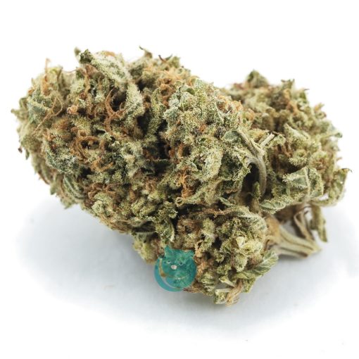 lap dance a nug
