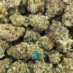 Wholesale - Sugartown Express - A