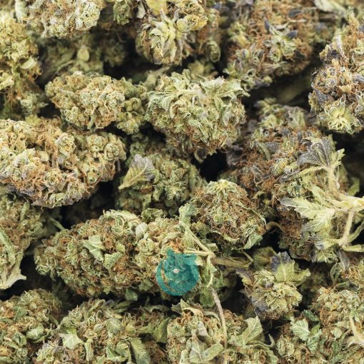 Wholesale - Sugartown Express - A