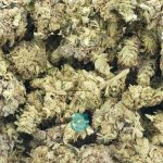 Wholesale - White Master - A
