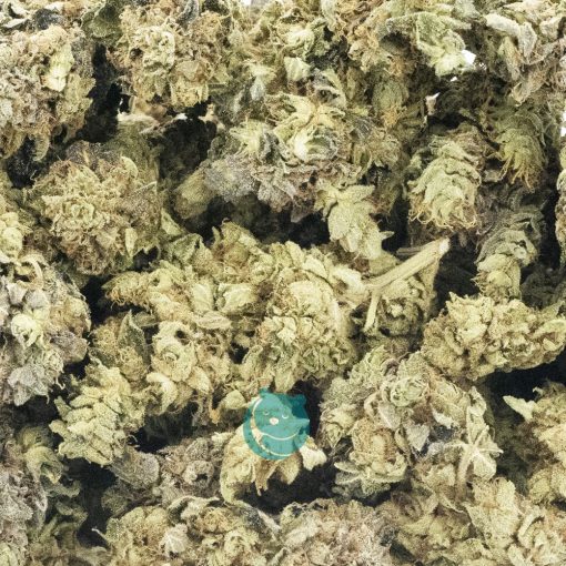 Wholesale - White Master - A