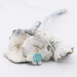 Shrooms - Albino Zilla