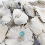 albino zilla magic mushroom wholesale