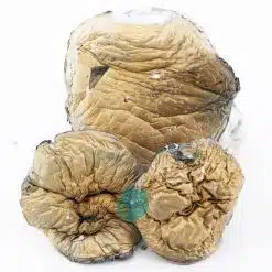 makilla gorilla magic mushroom three