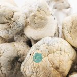 Wholesale - Shrooms - Thrasher