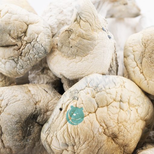 Wholesale - Shrooms - Thrasher