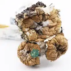 tidal wave magic mushroom three