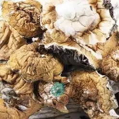 tidal wave magic mushroom wholesale