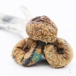 trinity magic mushroom three