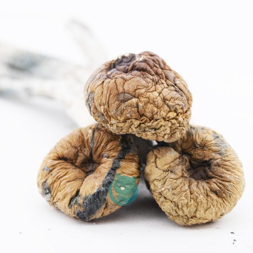 trinity magic mushroom three