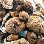 trinity magic mushroom wholesale