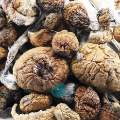 trinity magic mushroom wholesale