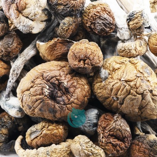 trinity magic mushroom wholesale