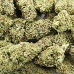 Wholesale - Banana Cabana - AA