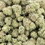black russian aa wholesale