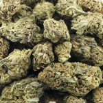 haze berry a wholesale