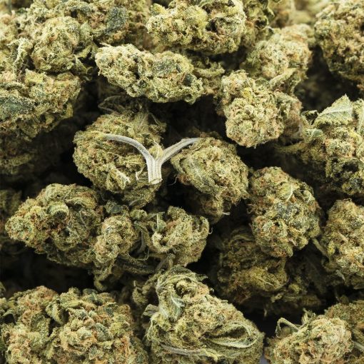 Wholesale - LA Beatnik - A