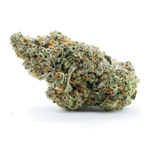 Money Tree Craft - Indica