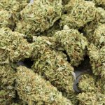 Wholesale - Sagewreck - A