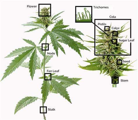 The Anatomy Of A Cannabis Plant - West Coast Releaf Dispensary