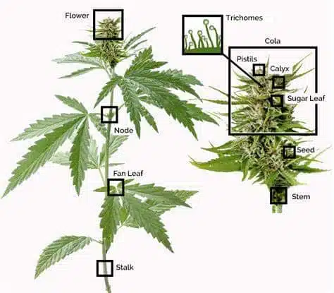 cannabis anatomy