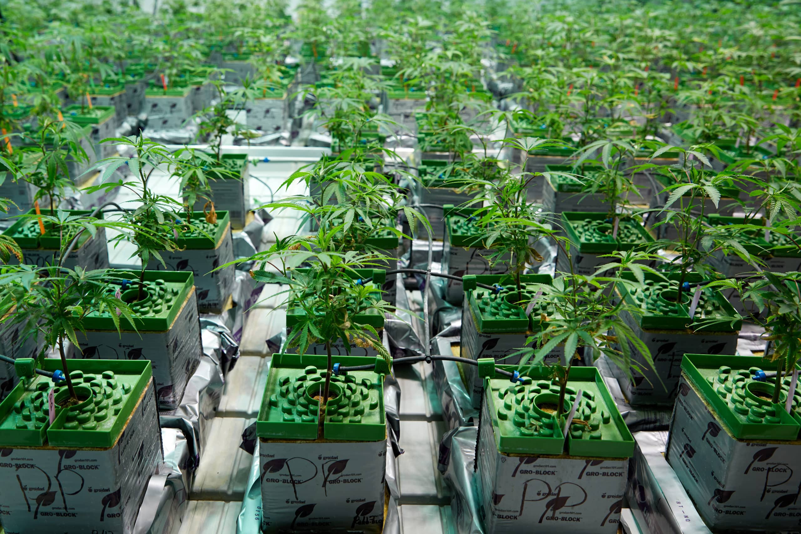 Hydroponic Systems For Growing Weed - West Coast Releaf Dispensary