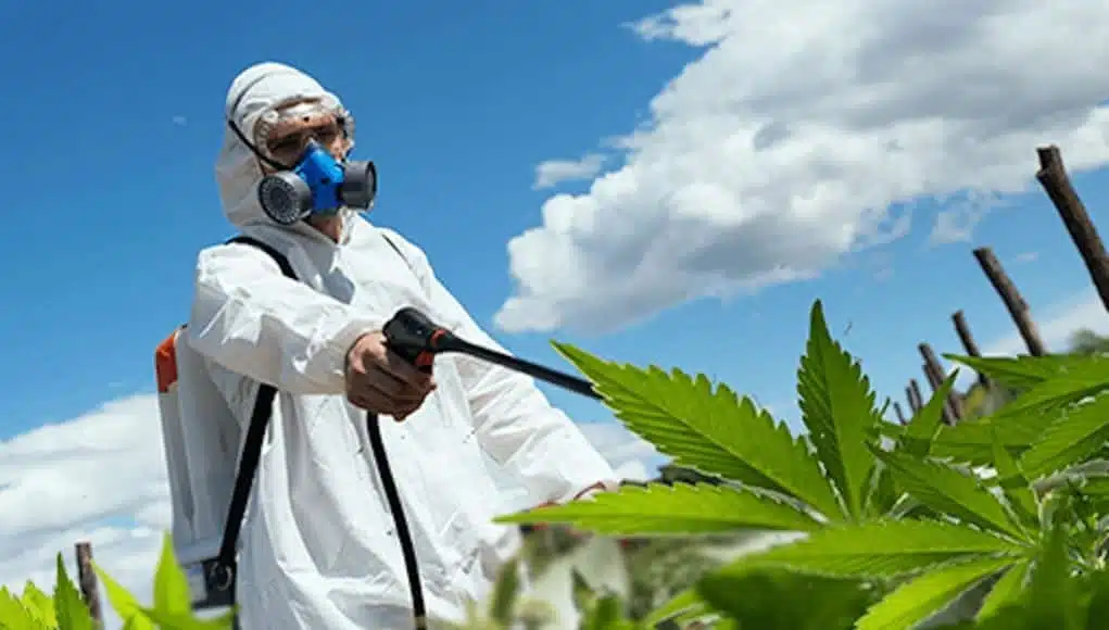 marijuana pesticides