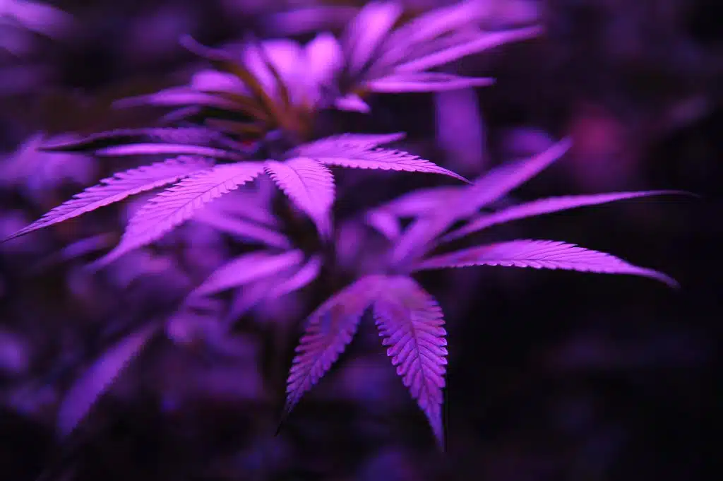 purple weed