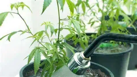 watering ph levels plants