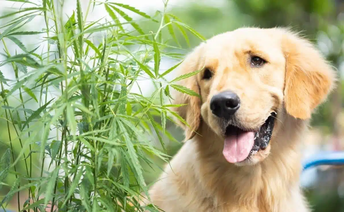 weed dogs