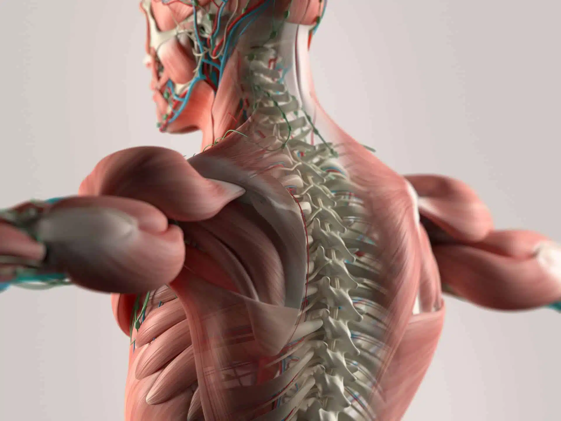 Musculoskeletal System