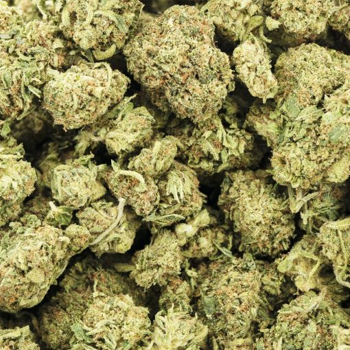 Wholesale - Indiana BubbeGum - AA