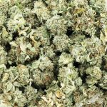 jungle punch a wholesale