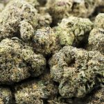 jungle scout cookies aaa wholesale