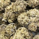Mendo Kush AA whole sale