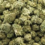 pineapple dream a wholesale