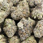 pink gelato craft wholesale