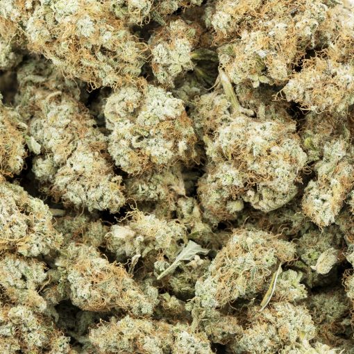 Wholesale - Tahoe Alien - AAA