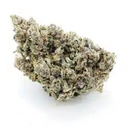 triceratops craft nug