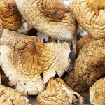 Wholesale - Shrooms - African Transkei