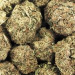 Wholesale - Afghan Kush Ryder - AA