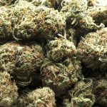 Wholesale - Iceberg - AA
