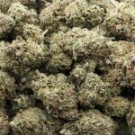 Wholesale - Kali Haze - AA