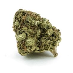 scout master aa nug