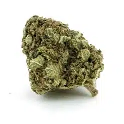 scout master aa nug