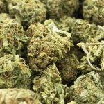 scout master aa wholesale