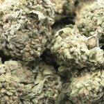 Wholesale - Yumboldt '47 - AA