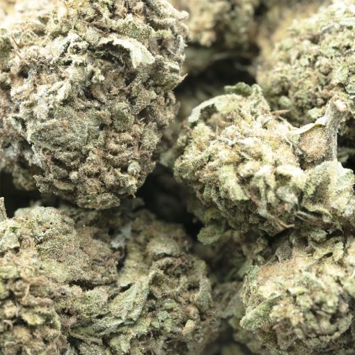 Wholesale - Yumboldt '47 - AA
