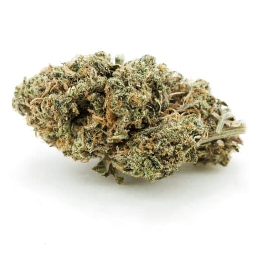 Blue Master AA – Indica